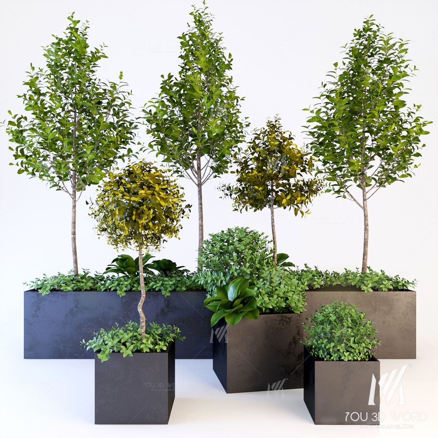 Trees